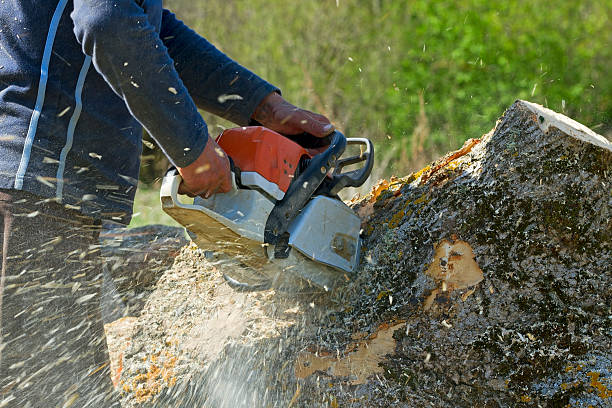 Trusted Baudette, MN  Tree Services Experts